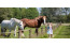 Bungalow Het Caitwickerzand op de Veluwe met paardenweide VMP024